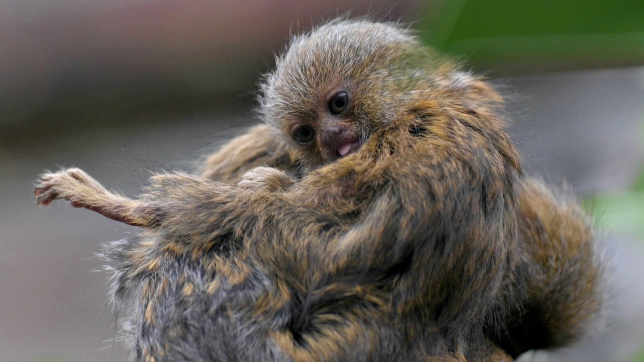 Los padres cargan con sus crías en sus espaldas y se hacen cargo de ellas durante las primeras 2 semanas de vida. (Chester Zoo vía REUTERS)