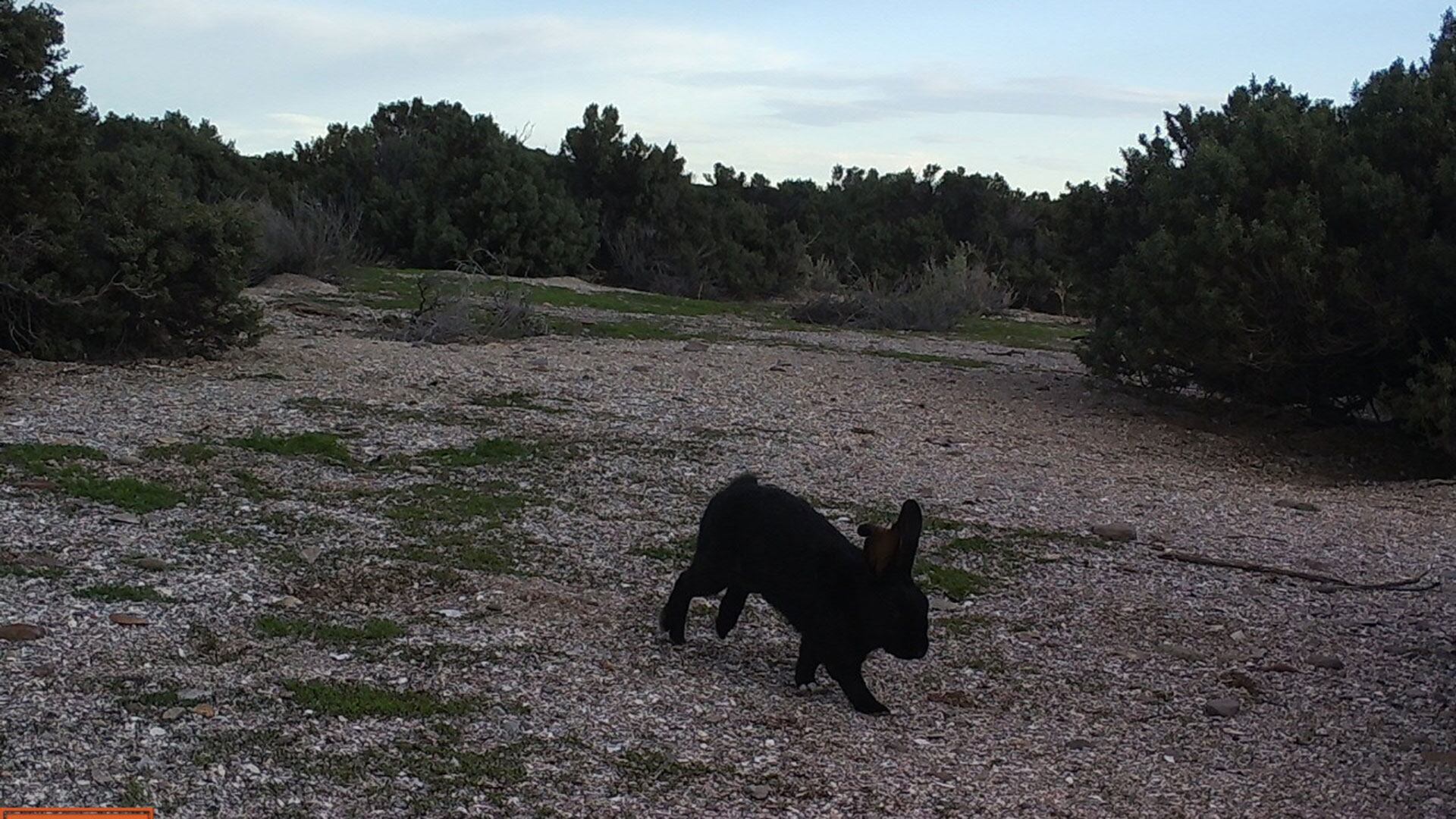 Isla Tova Patagonia gatos