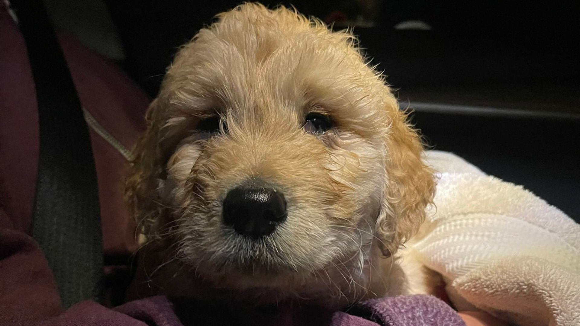 Esta foto fue tomada el día en que Toby llegó a la vida del veterinario y decidió hacerse cargo de sus necesidad. Sus ojos estaban llorosos y estaba desconcertado por lo que pasó