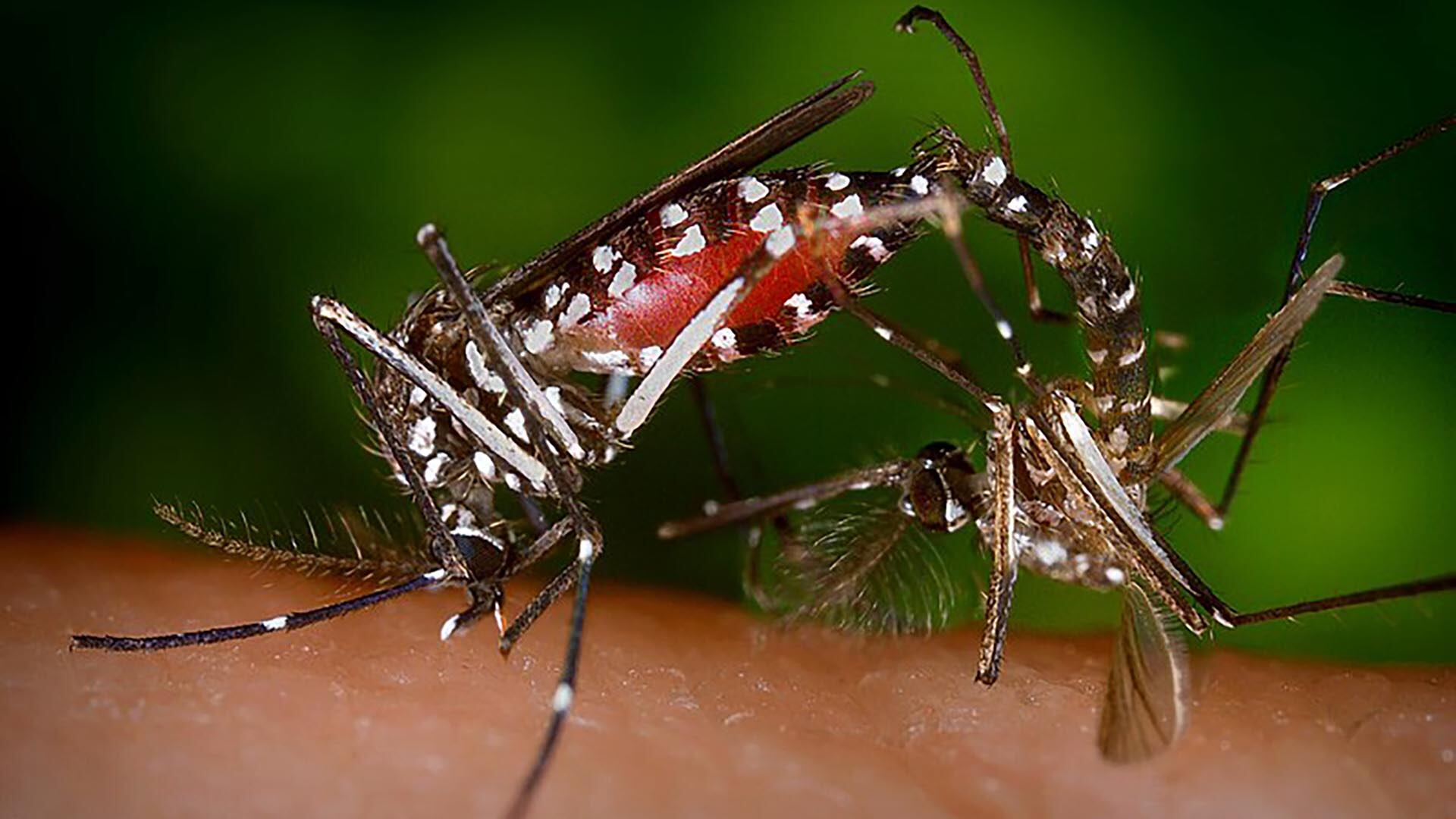 Mosquito Aedes albopictus