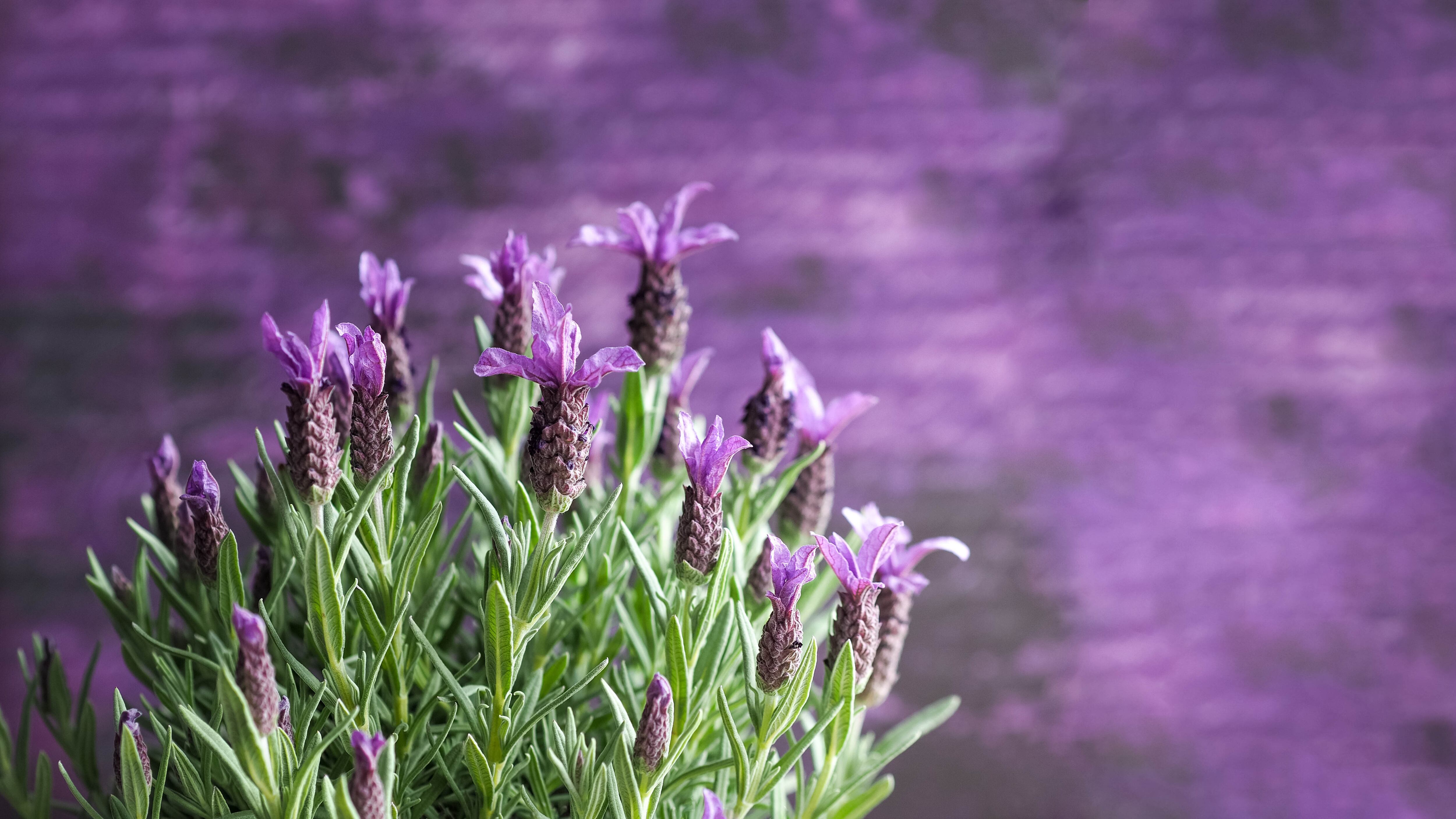 Flores - primavera - lavanda