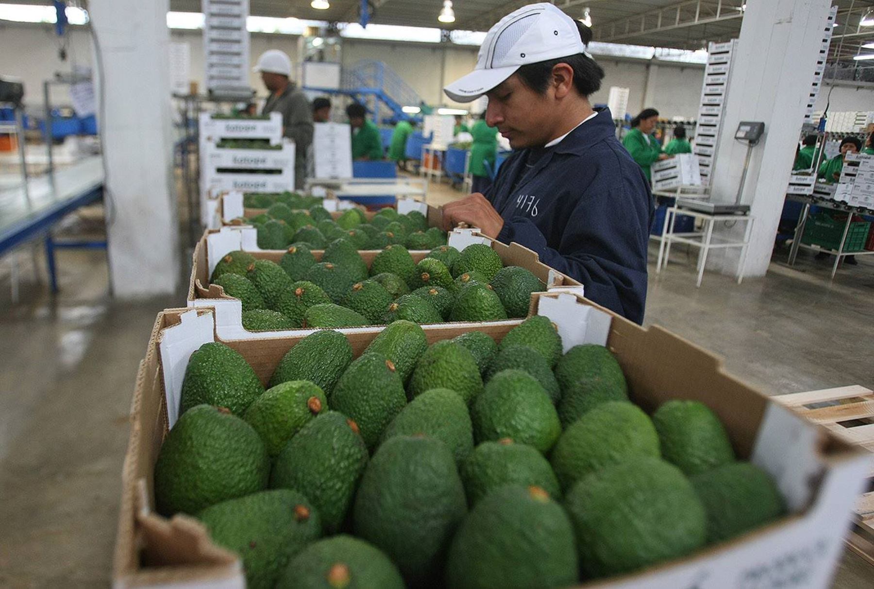 Exportación de palta Hass. (Andina)