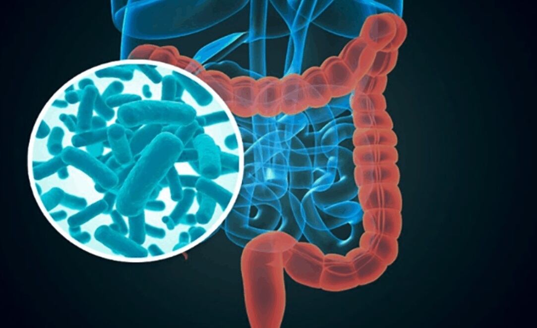 La microbiota es el conjunto de microorganismos que habitan en nuestro cuerpo y tiene funciones clave para la salud (IATA/EP)