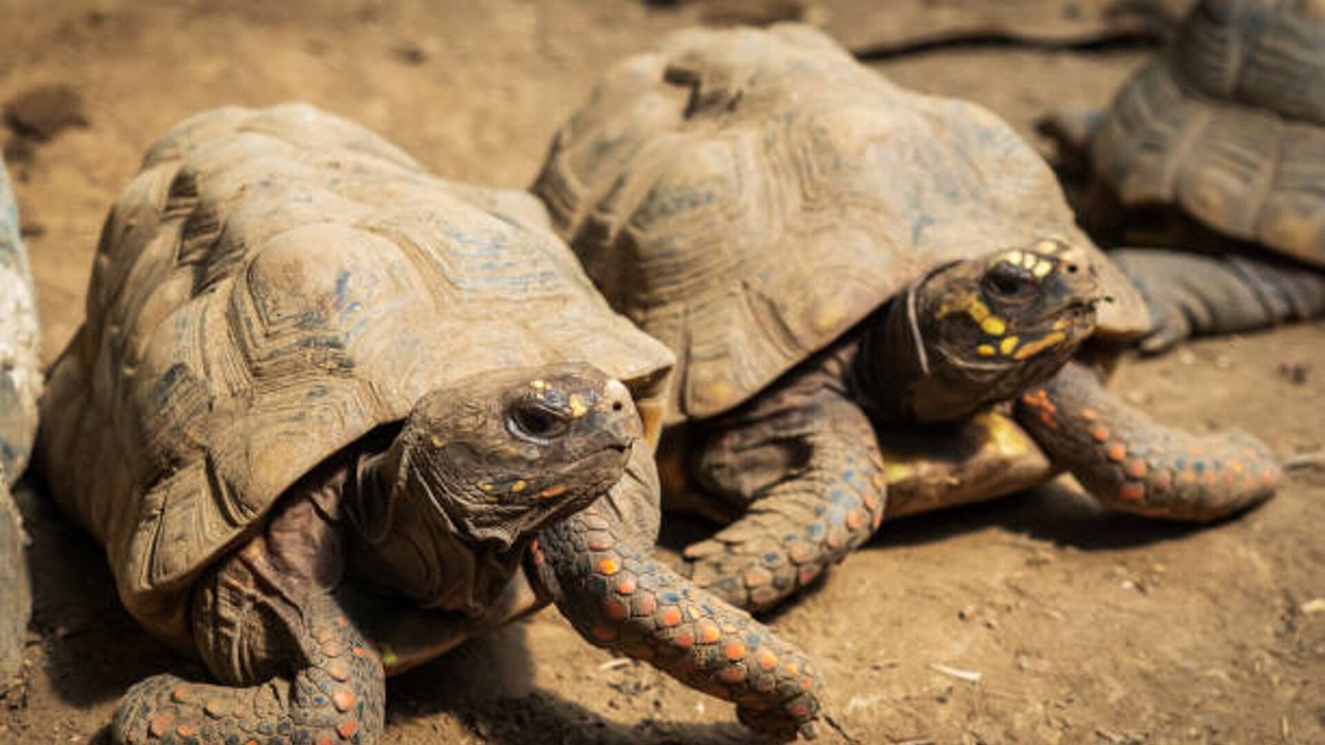 El EPA de Cartagena, con el respaldo de la CVC, llevaron a cabo la liberación de 220 animales, de un total de 250 confiscados en Cali por el tráfico ilegal de fauna silvestre - crédito iStock