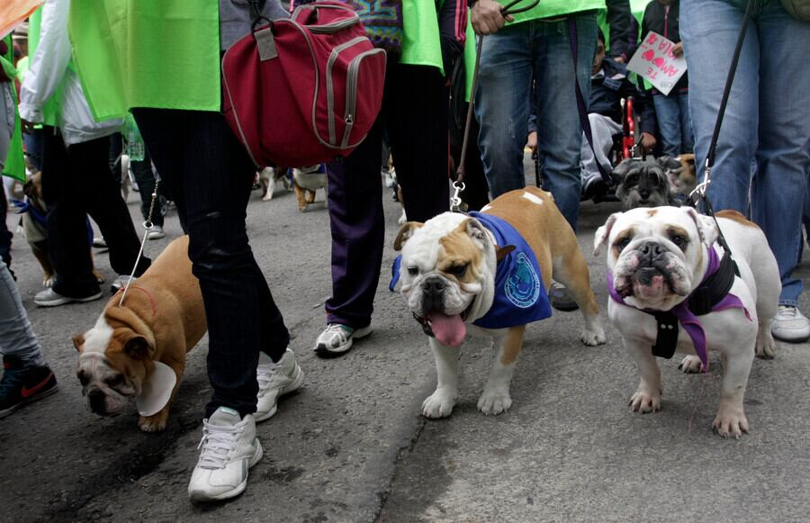 Más de 1.000 casos de maltrato animal se registraron en Colombia a corte del 6 octubre de 2023, según la Fiscalía - crédito Colprensa