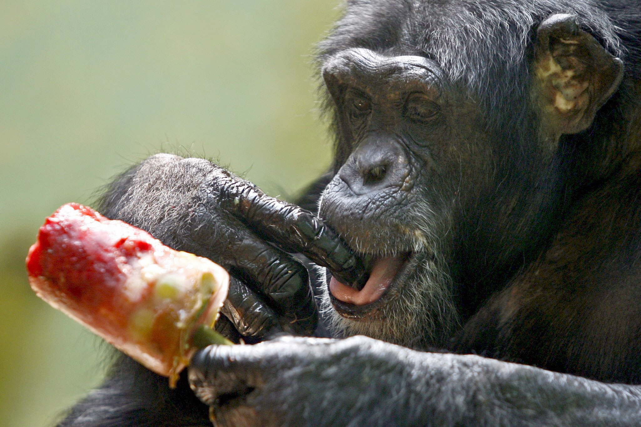 Los científicos estudian a los chimpancés para saber más de su comportamiento salvaje (EFE/Alessandro Della Bella) 