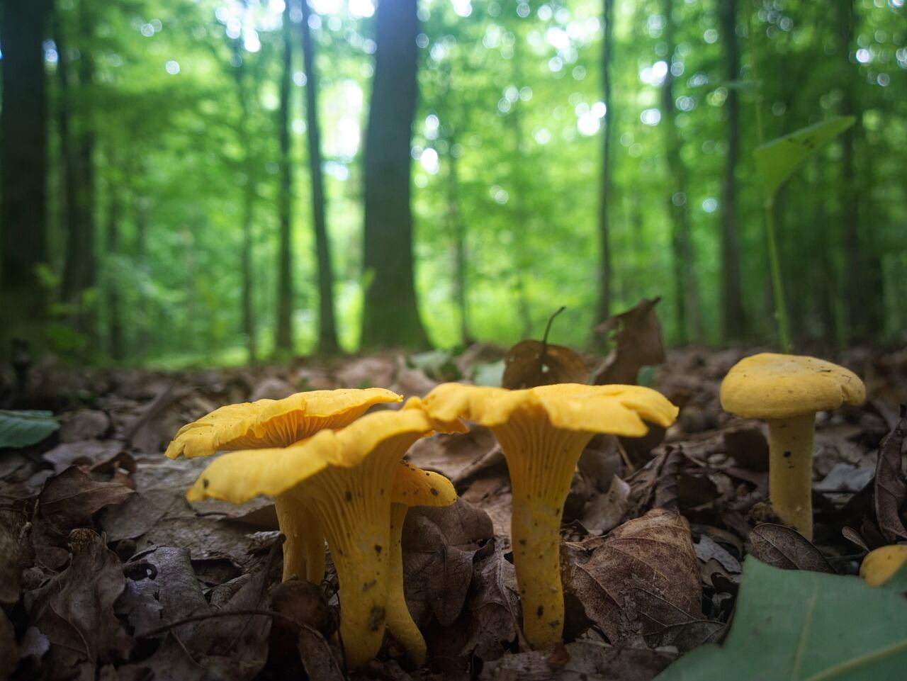 Cantharellus cibarius (Pixabay)