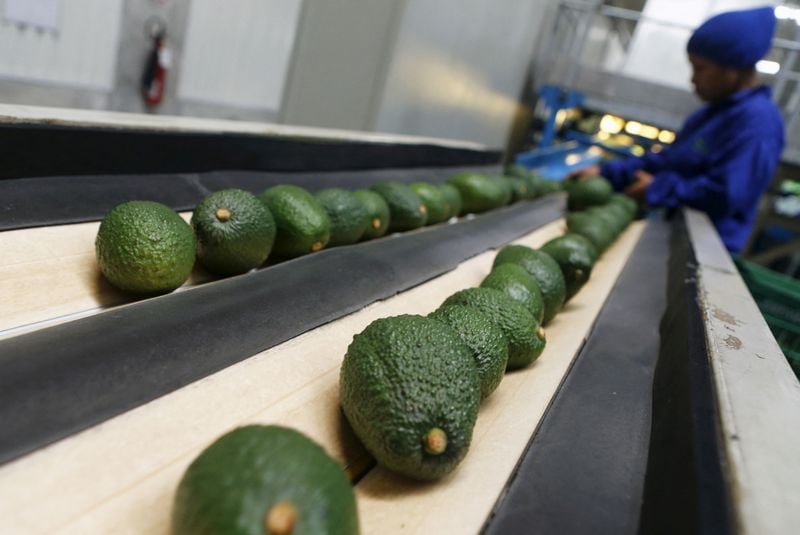 FOTO DE ARCHIVO: Un trabajador revisa aguacates en un almacén de empaque en Chincha, Perú. 3 de septiembre de 2015.  REUTERS/Mariana Bazo/Archivo