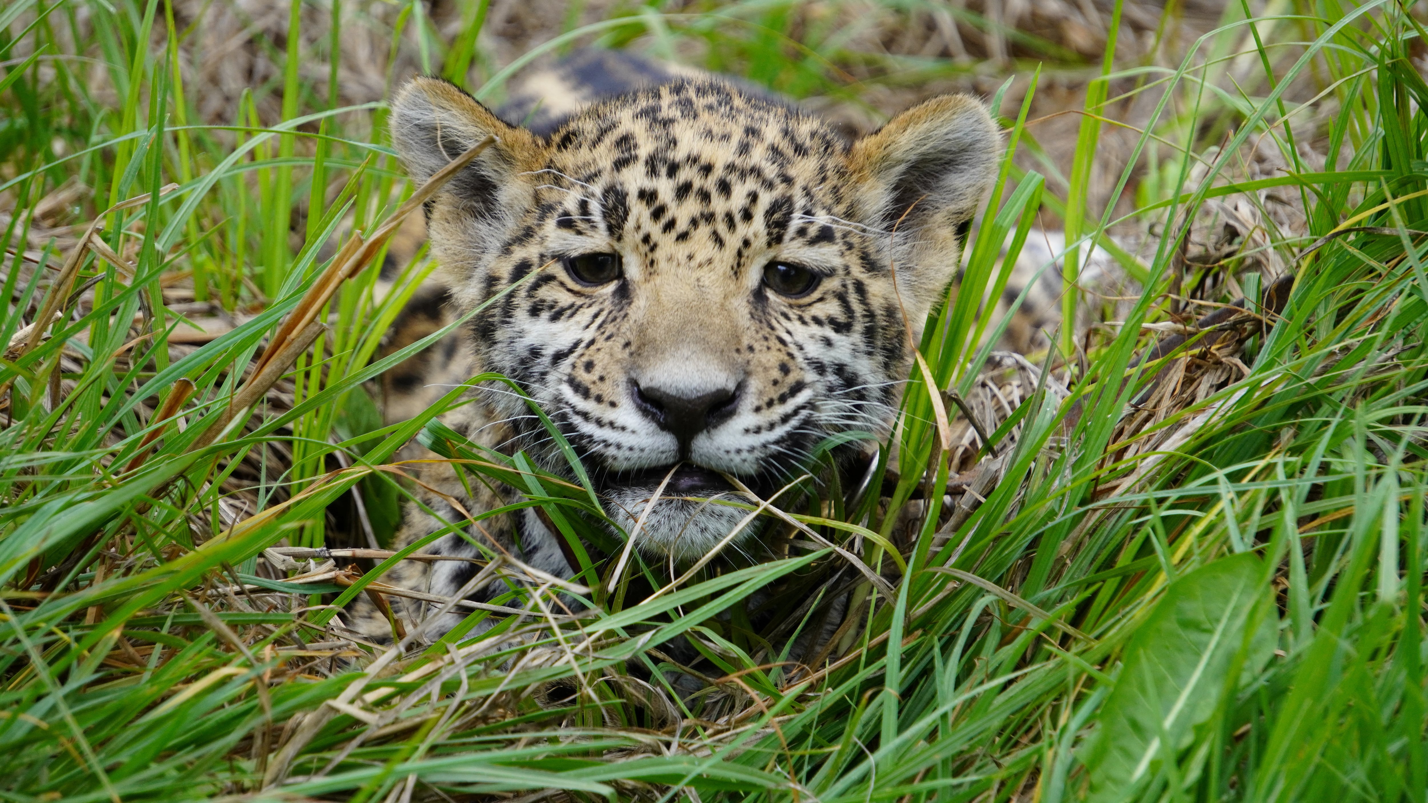 La especie se encontraba deambulando en varios puntos del estado de Hidalgo (Reuters)