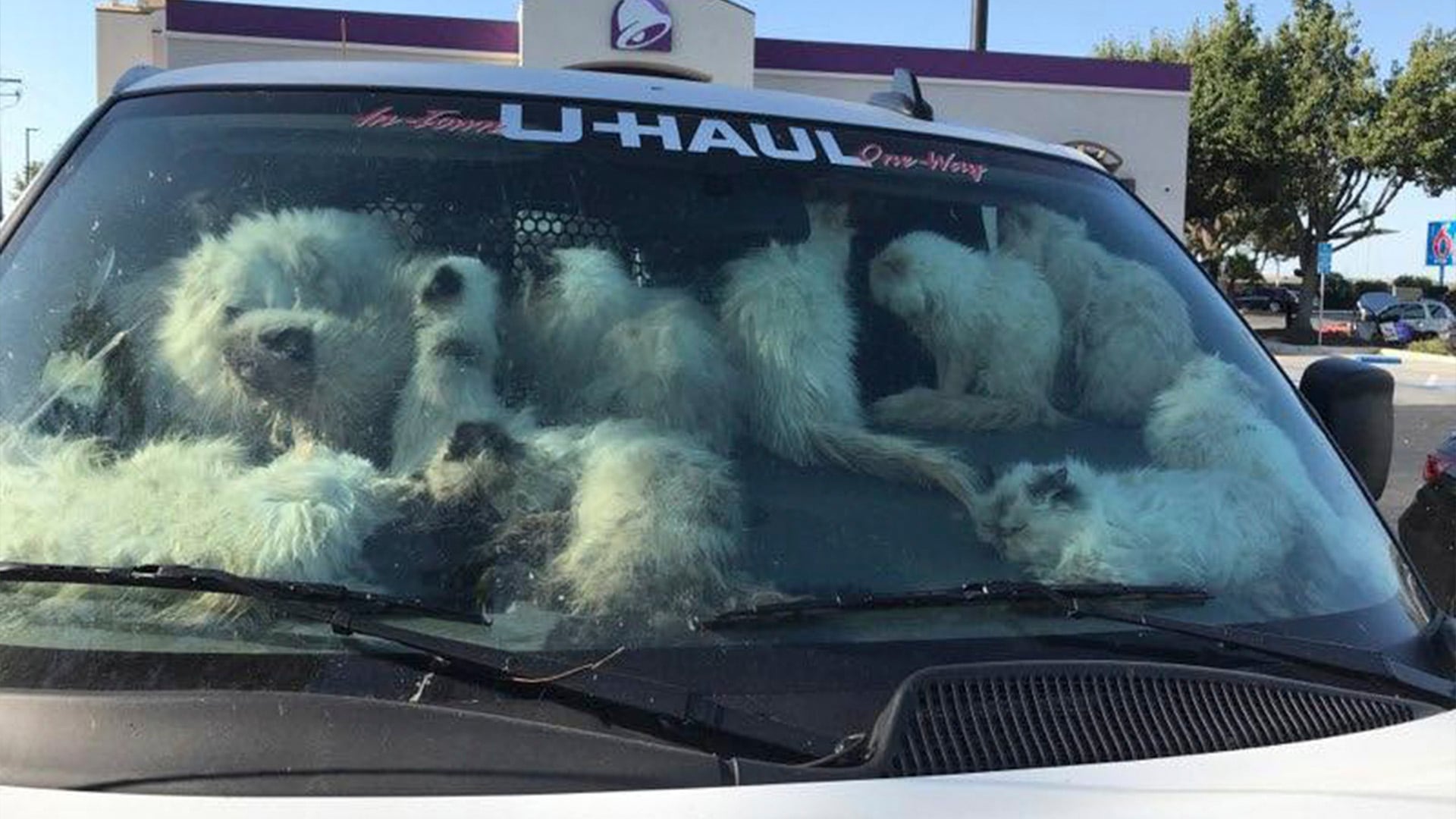 Rescatan a más de 100 gatos hacinados y en condiciones críticas abandonados  en una camioneta en California - Infobae