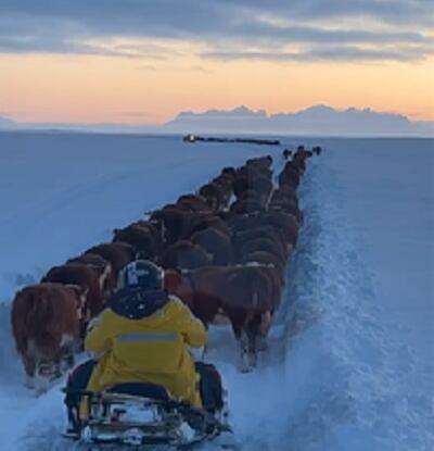 Moto de nieve arreando hacienda Hereford en la Patagonia