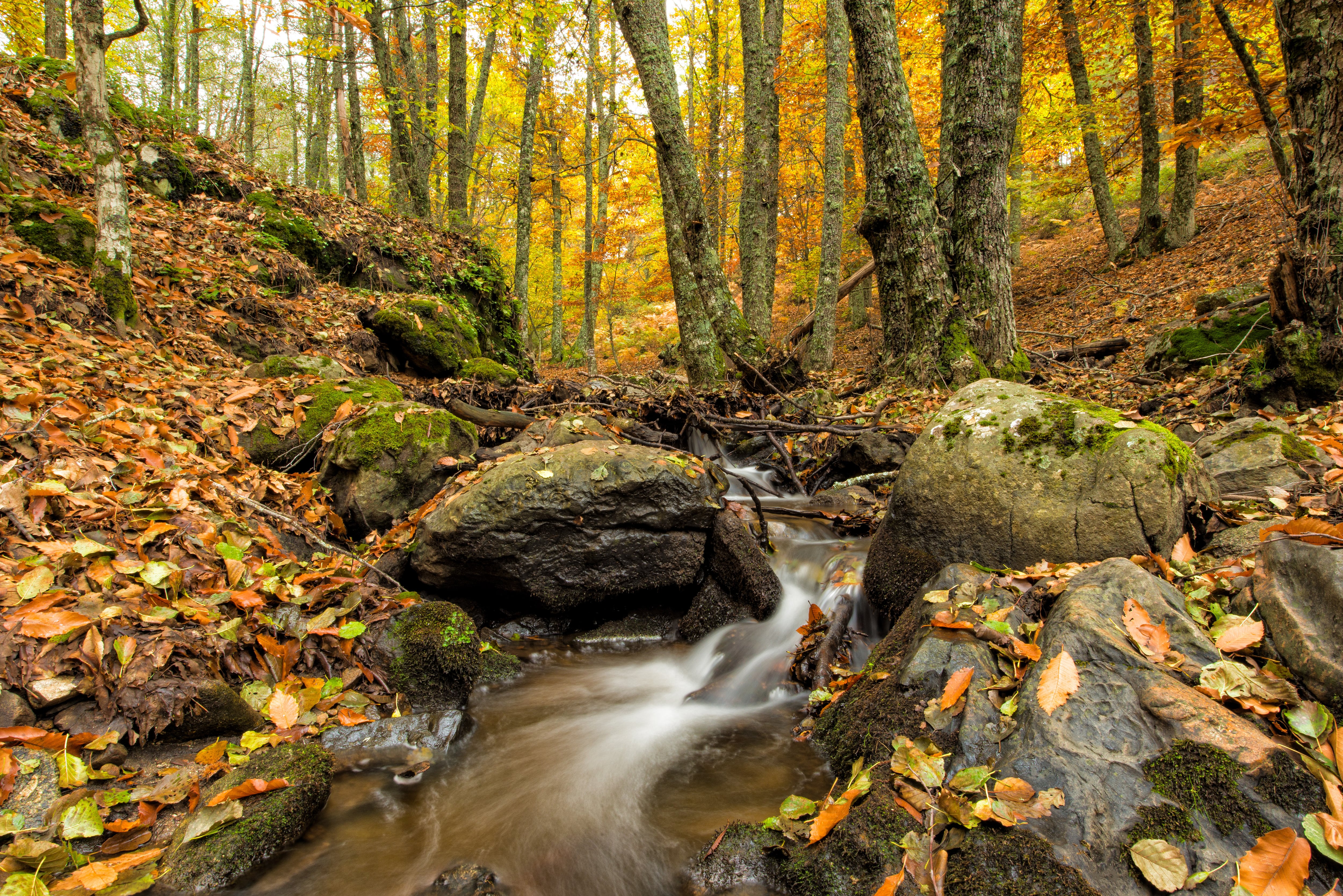 Río en el bosque de castaños de El Tiemblo, en Ávila. (Shutterstock España)