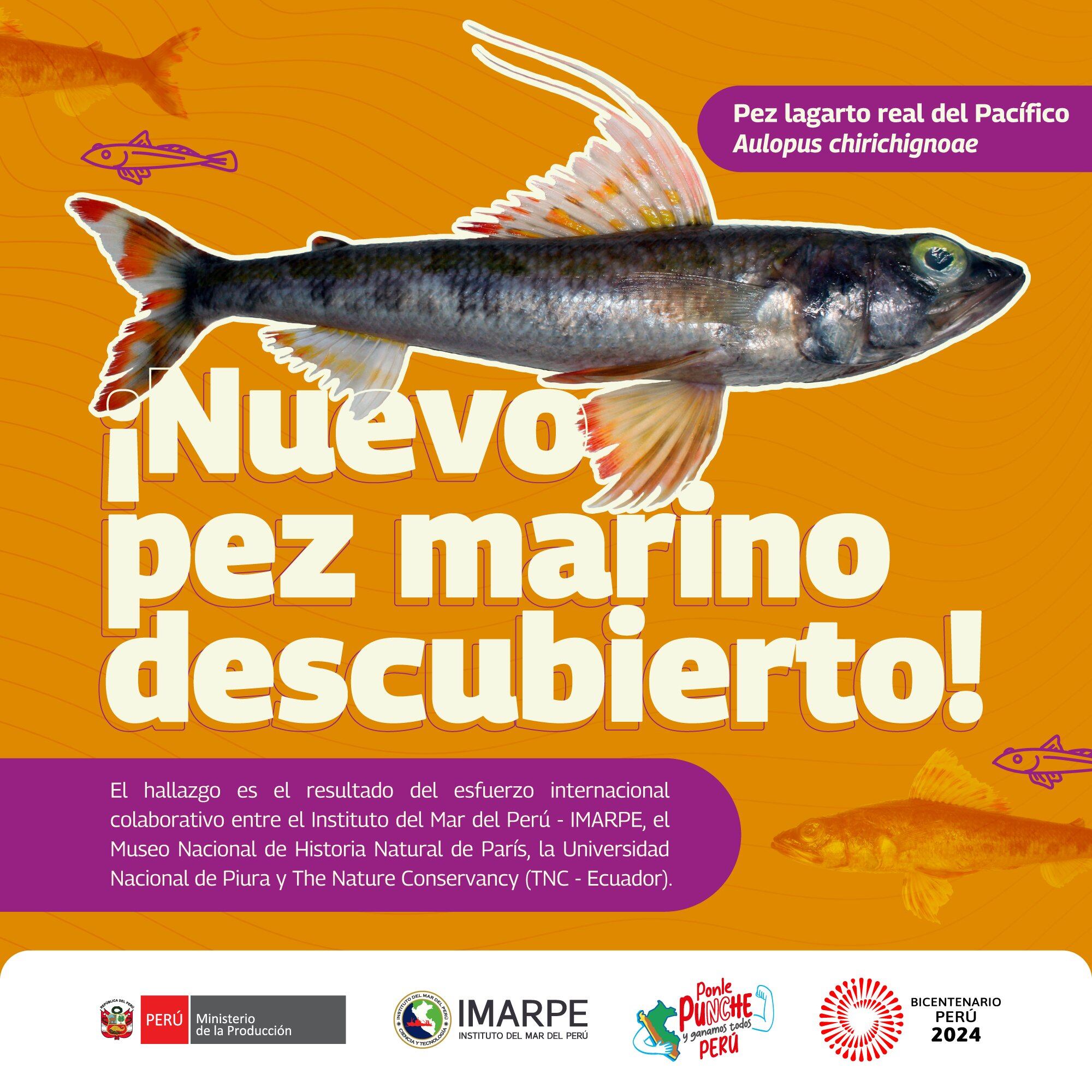 Este descubrimiento no solo amplía el conocimiento sobre la biodiversidad marina en los océanos, sino que resalta la importancia de la investigación científica, remarcó Imarpe.