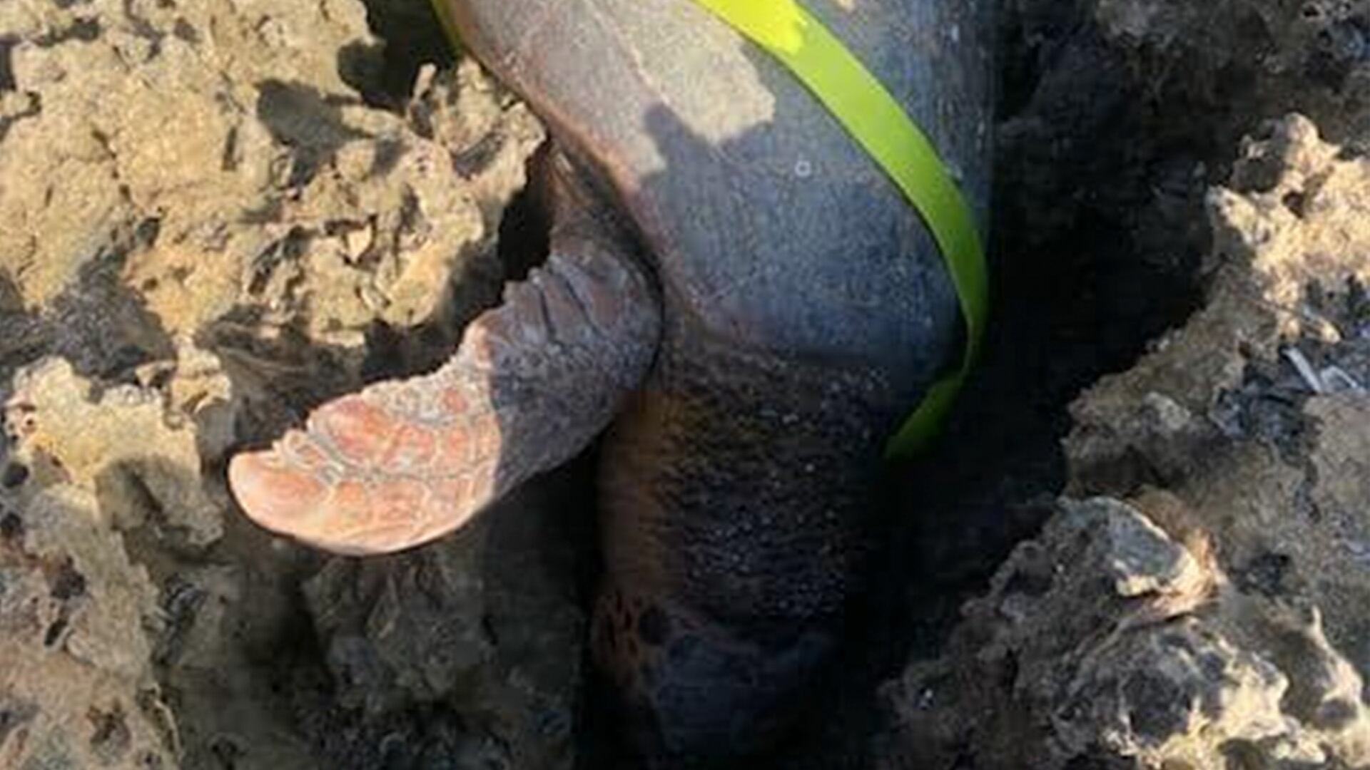 La tortuga fue encontrada atascada entre dos rocas de la playa Santa Lucía. (Facebook/Martin County Sheriff's Office)